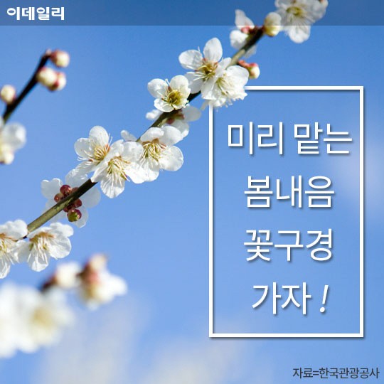 [카드뉴스] 미리 맡는 봄꽃 내음, 꽃구경 어디로 갈까?
