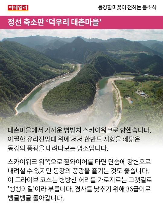 [카드뉴스] 동강할미꽃이 전하는 봄소식