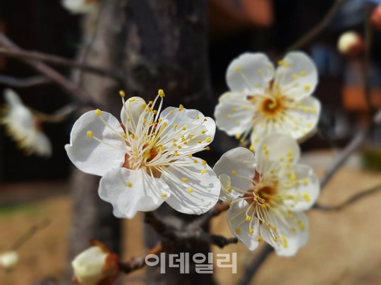 [포토] 국립생태원 매화