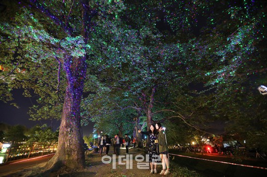 [포토] 담양대나무축제 - 관방제림 야경