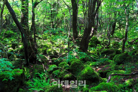 [제주의 속살③] 숲에 물들어 자연을 닮아가다 환상숲 곶자왈