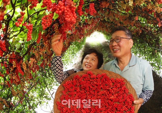 [포토] 미소가 번지는 오미자 수확