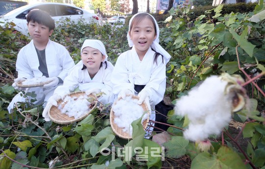 [포토]우리가 직접 딴 목화에요
