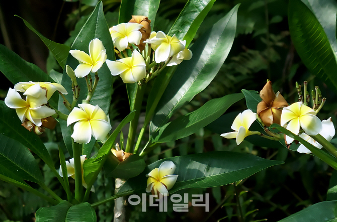 [포토] 열대식물 플루메리아 루브라