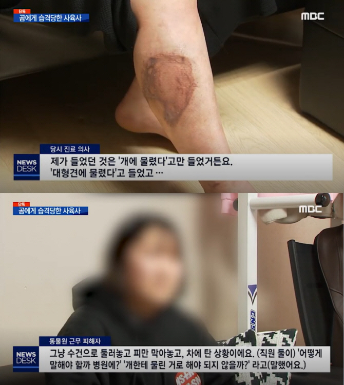 곰 발톱에 다리 피부 뜯긴 사육사…동물원 “대형견에 물렸다”