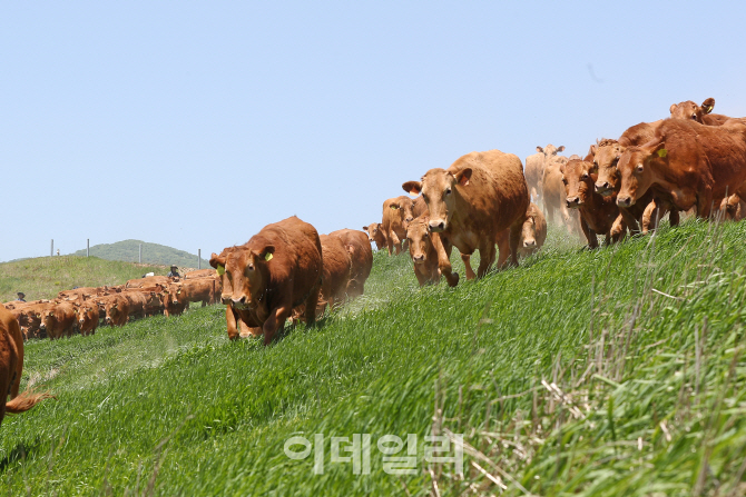한우 300마리, 올해 처음 대관령 풀밭으로 나왔소