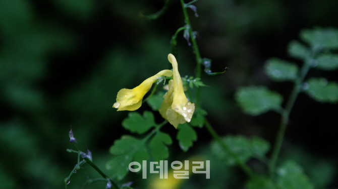[여행] 빗방울 가득 머금은 자태에 흠뻑, 산상정원을 거닐다