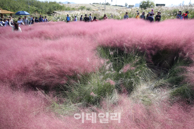 [포토]훼손된 핑크뮬리