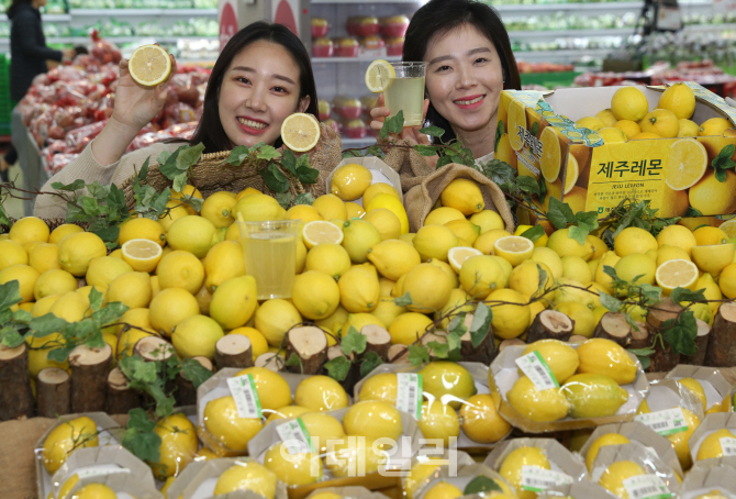 [포토] 농협유통, 레몬 첫 출하