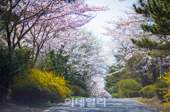[포토] 위호텔제주, 체리블러썸 패키지