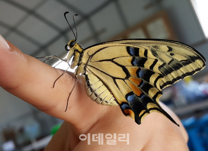 곤충체험은 파주에서…市, 곤충산업 인식개선 시범사업