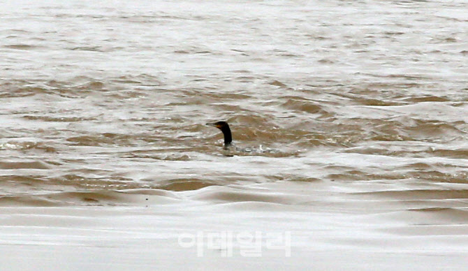 [포토]불어난 한강물의 오리