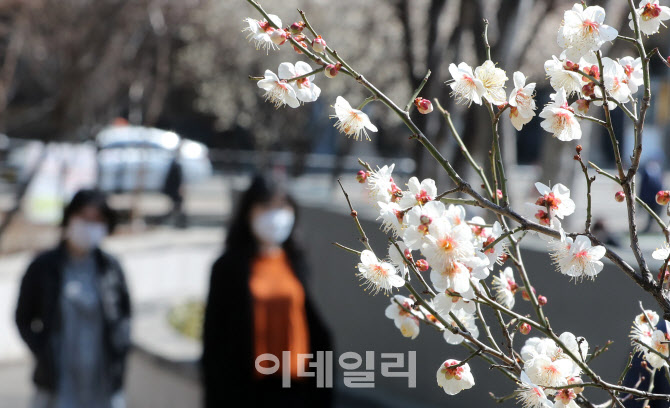 [포토]성큼 다가온 봄, 매화 망울이 톡톡
