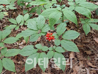 국립산림과학원, ‘산양삼 친환경 재배 매뉴얼’ 발간