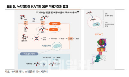 뉴지랩파마, 국내 첫 대사항암제 美 임상 본격화…“가능성 입증”-신영