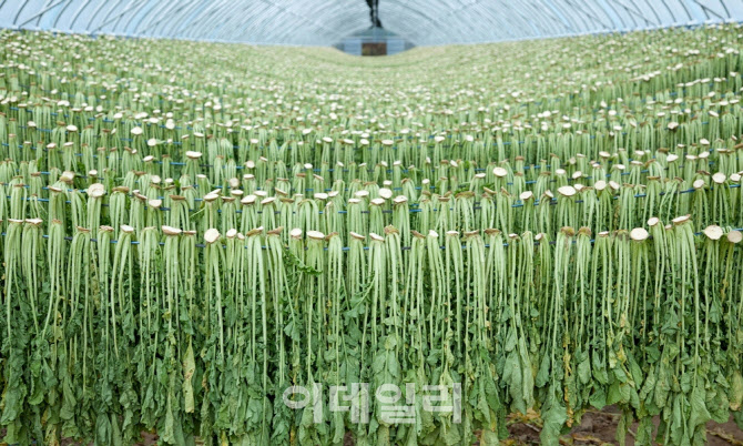 “양구 시래기 맛보세요”…본격 출하