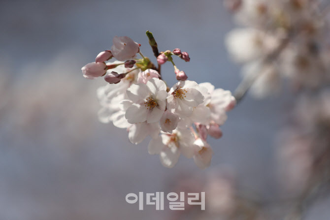 [포토]벚꽃 개화