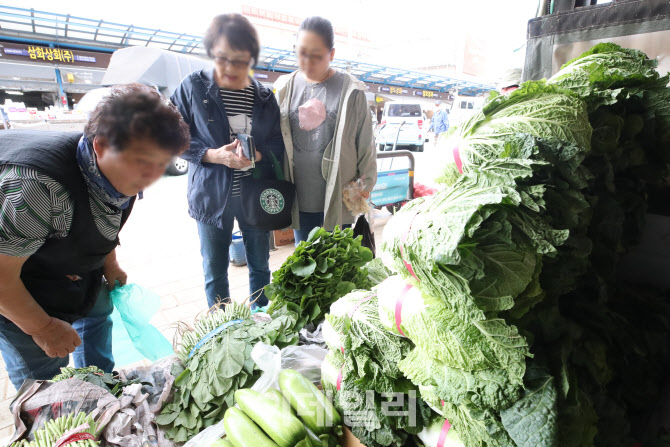 [포토]배추 가격 1년전에 비해 64.3% 인상