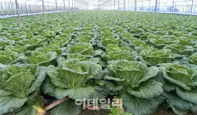 [포토] aT, 시설 봄배추 출하