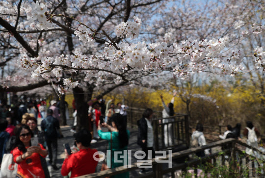 봄 내음 물씬…서울 자치구 봄꽃 행사 잇따라[동네방네]