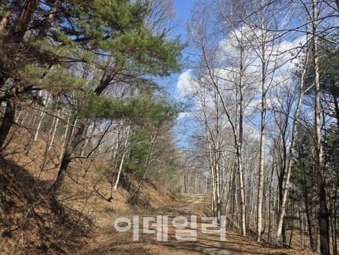 5대에 걸친 잣나무 사랑…대한민국 숲의 역사가 되다