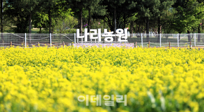 양주나리농원 24일부터 9일간 유채꽃·청보리 봄꽃 향연