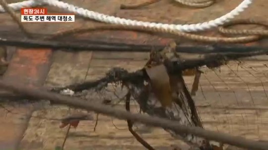 버리고 간 폐그물에 황금어장 독도 죽는다