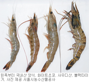 [지금이 제철!]깊은 바다서 잡는 사우디산 대하