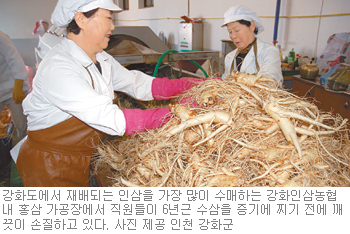 [인천/경기]‘강화 인삼’ 명성의 뿌리 살아난다