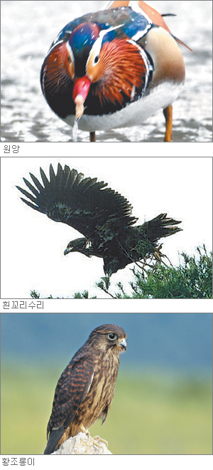 [수도권]겨울철 서울에 사는 새 74종