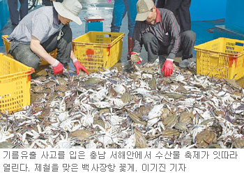 [대전/충남]제철 맞은 꽃게 맛 보러 가볼까
