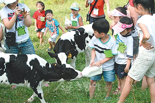 가을은 ‘체험의 계절’…전북 임실 치즈마을서 치즈 만들기