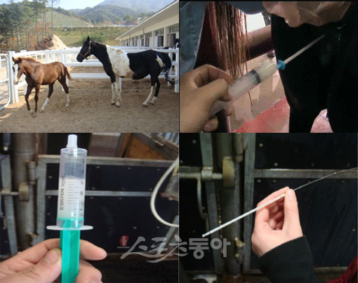 장수경마목장 ‘승용마 인공수정’ 연구의 메카로…