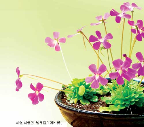 [커버스토리]우리집 베란다는 언제나 봄이에요