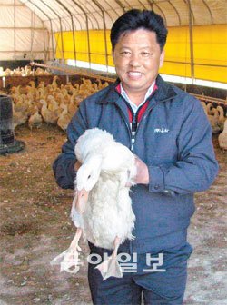 [한국의 새 명품 먹을거리]<12> 국내최초 친환경 인증받은 충남 아산 ‘유황오리’