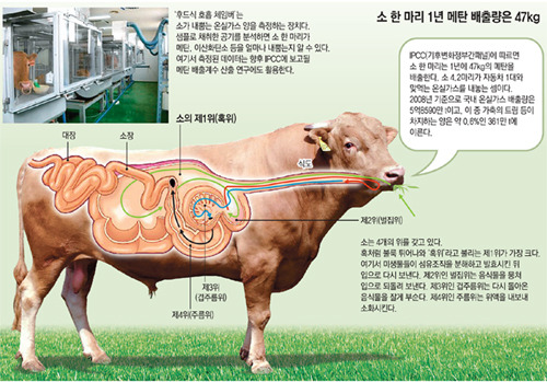 꺼억~ 트림쟁이 소는 ‘메탄쟁이’… 한마리가 年 47kg 뿜어내