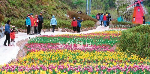 [광주/전남]무등산 12만 송이 튤립축제