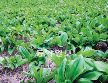 [대구/경북]“우리 명이 넘보지마” 울릉도의 ‘나물 전쟁’