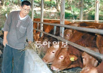 [광주/전남]한우계의 ‘끝판왕’ 적토우, 몸값 신기록 세울까
