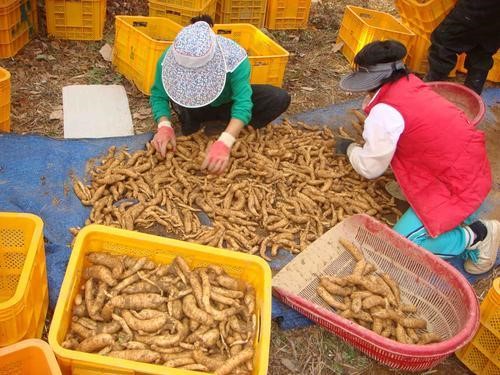 천마만을 연구한 오랜 정성! 고품질 무주천마 ‘무주안성천마영농조합’