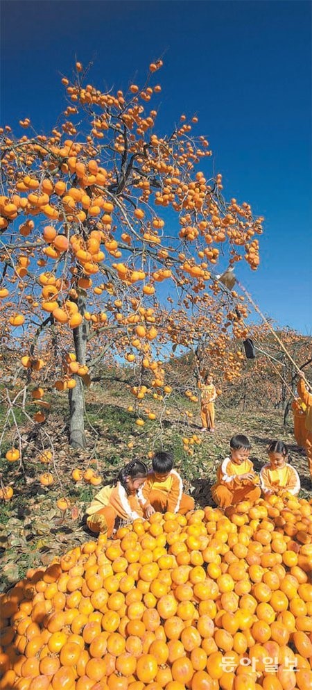 홍시로 팔던 청도감, 와인 만들어 관광지화… 이게 창조경제다