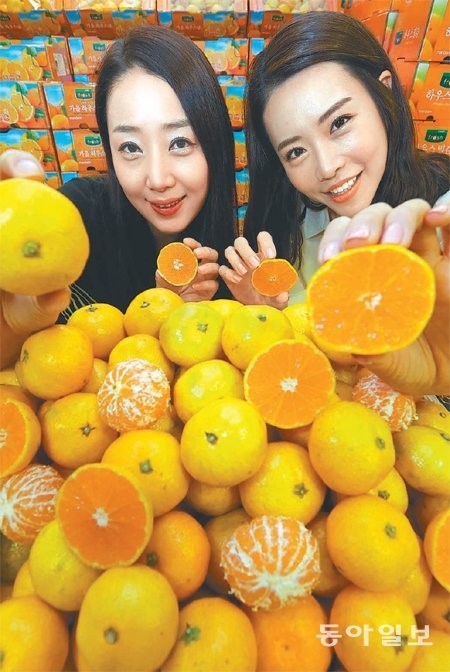 “두 달 일찍 나온 제주 감귤입니다”