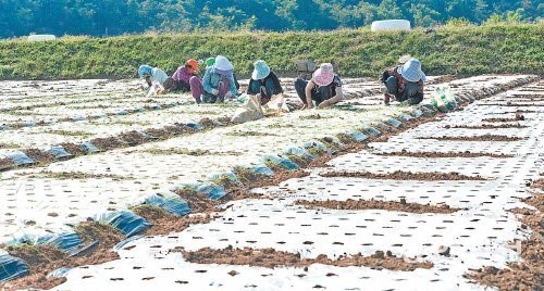 [광주/전남]“내년 봄에 캘 양파 심어요”
