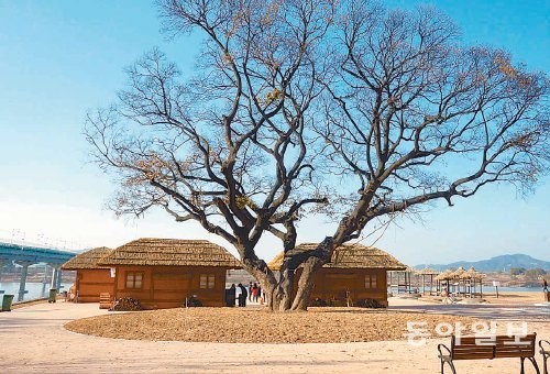[대구/경북]낙동강 사문진 나루터 주막촌 연다