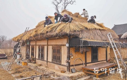 [대구/경북]하회마을 초가지붕 ‘겨울나기’