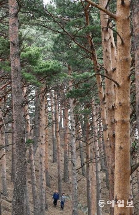 한반도 숲, 소나무 줄고 참나무 는다…해안은 더 심각, 왜?