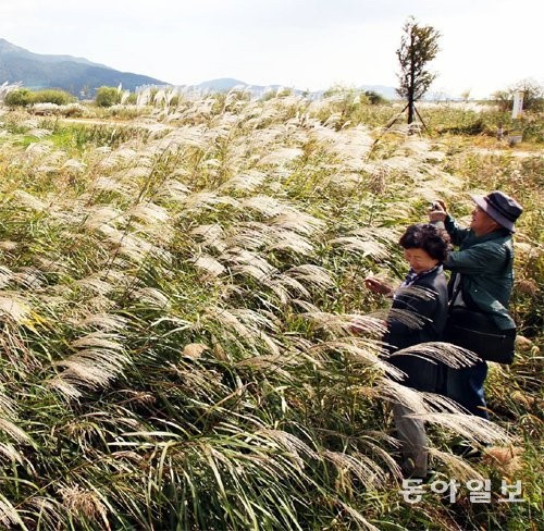 [부산/경남]소슬바람에 흔들리는 가을 정취