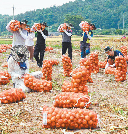 [대구/경북]달성군 농촌 일손돕기