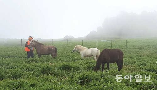 “제주조릿대 제거하라” 특명 받은 말들 한가로이 잎 뜯어