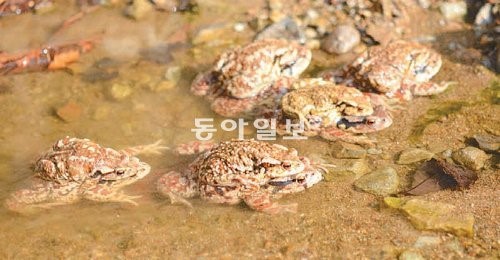 “황소개구리로 착각”…두꺼비 요리해 먹은 50대男 사망